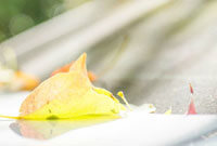 尤文图斯 尤文图斯